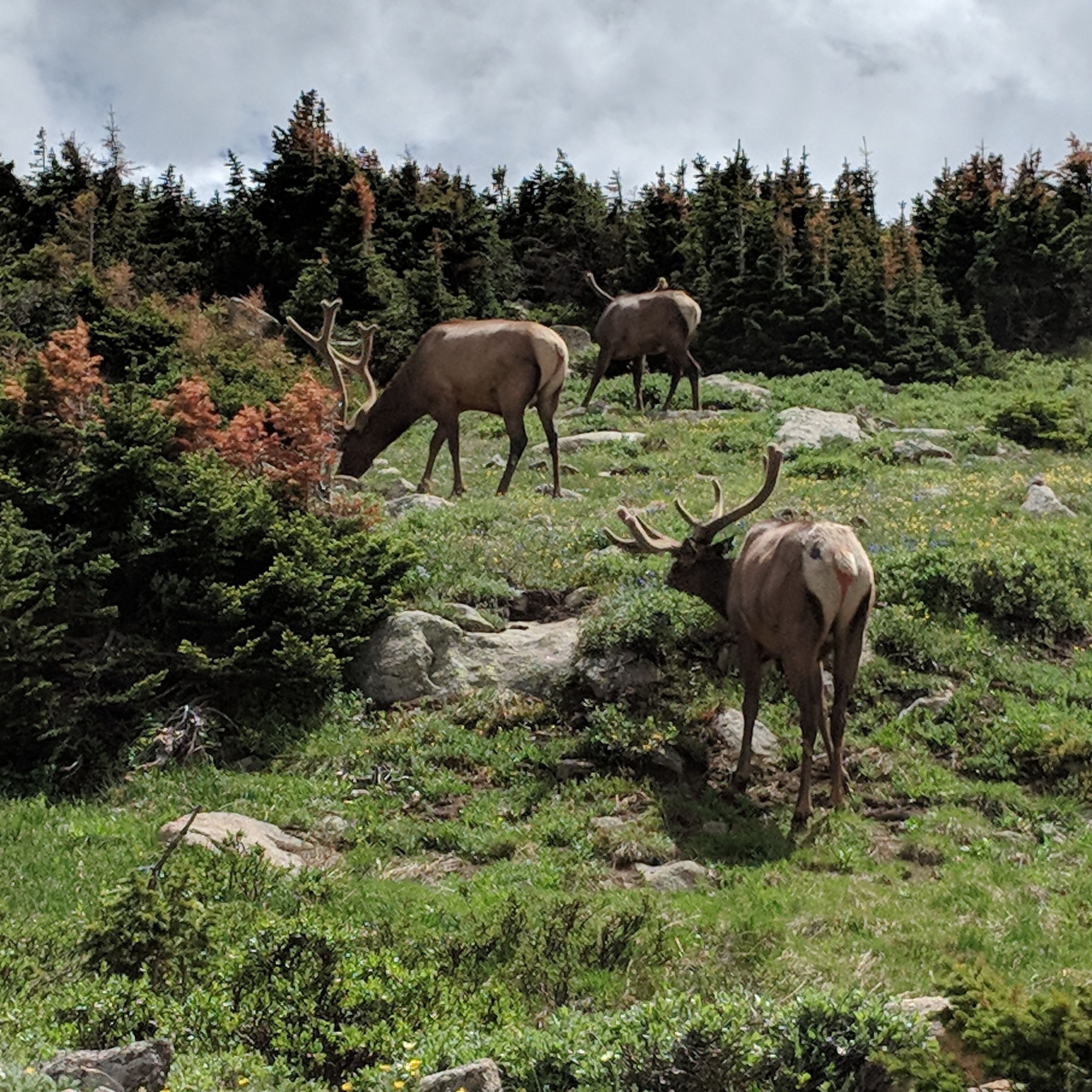 Colorado Elk Road Underpass